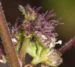 Hairy crabweed <BR>Clammyweed